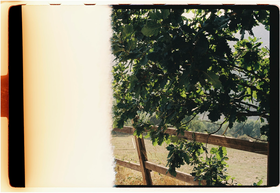 Frame 1