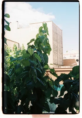 Frame 35