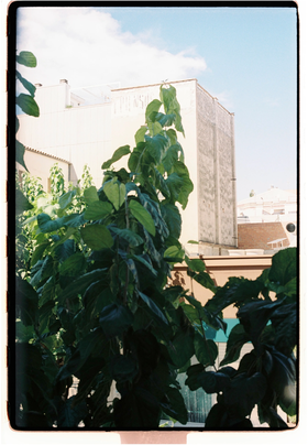 Frame 35