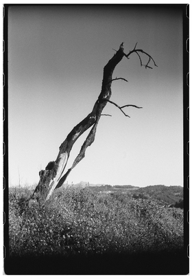 Frame 12