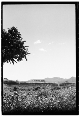 Frame 29