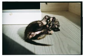 Frame 7