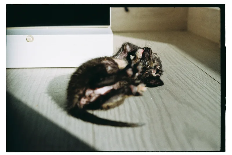 Roll Dump 13 — frame 7