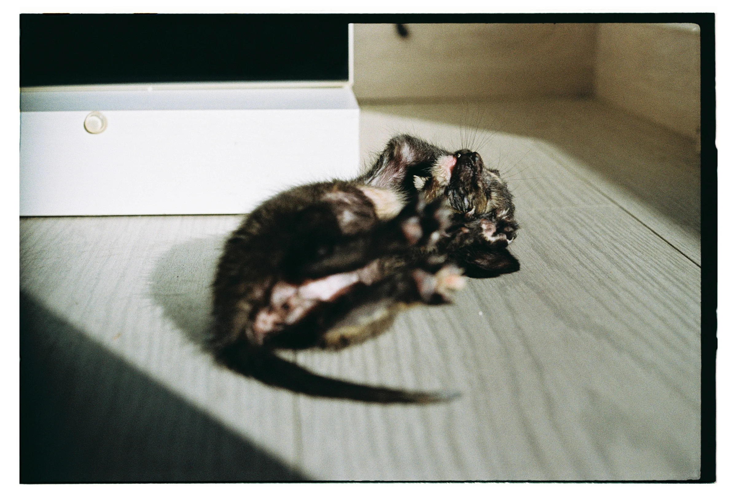 Roll Dump 13 — frame 7