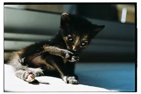 Frame 18