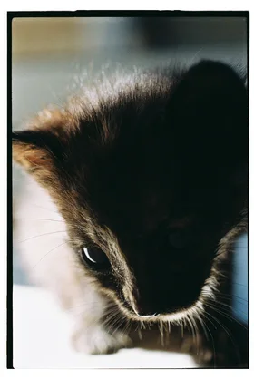 Frame 23