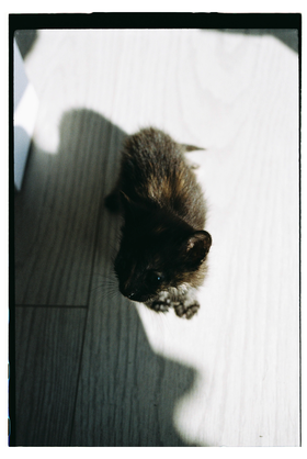 Frame 29
