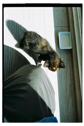 Frame 33