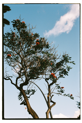 Frame 36