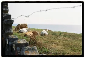 Frame 14