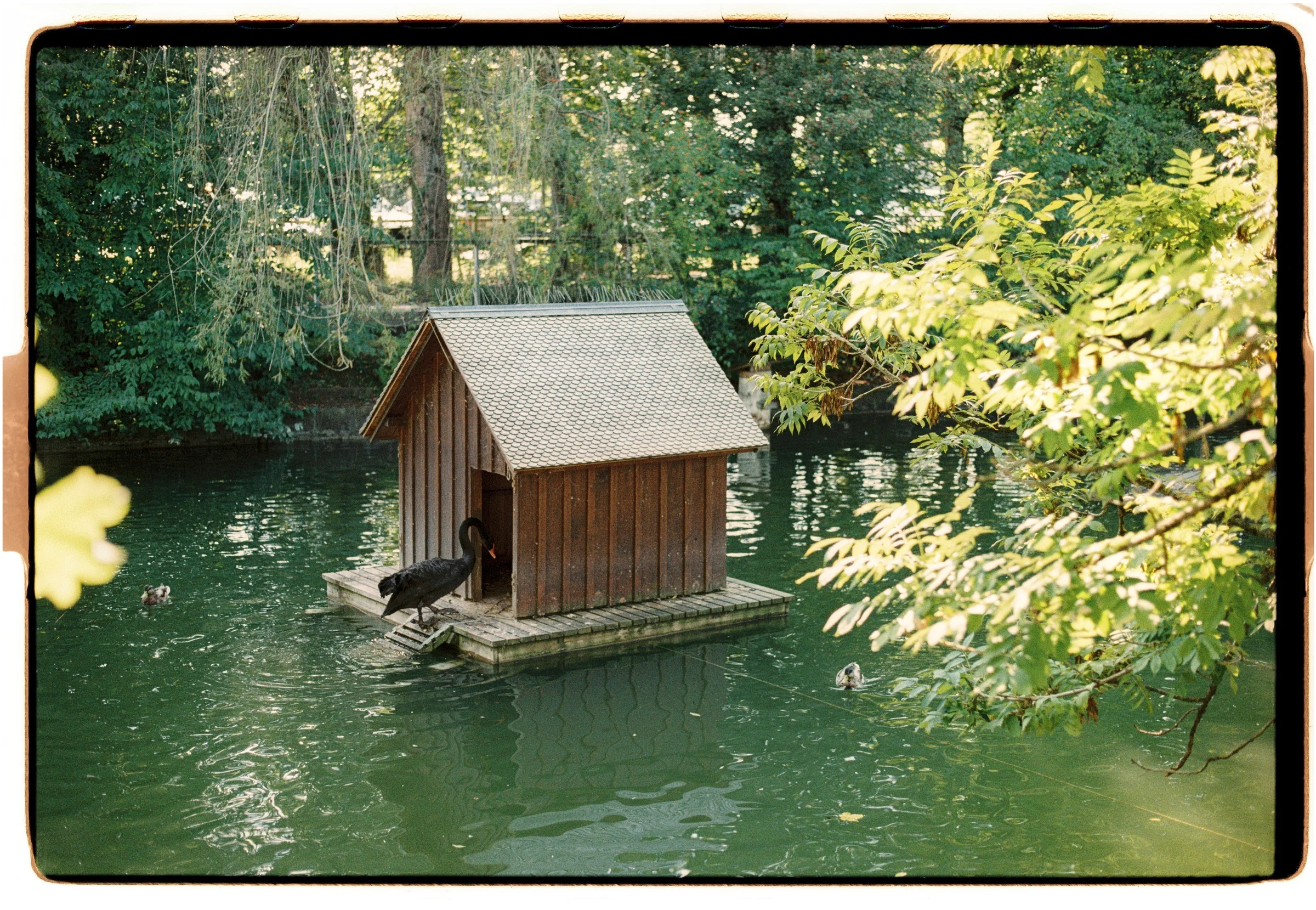 Roll Dump 3 — frame 35