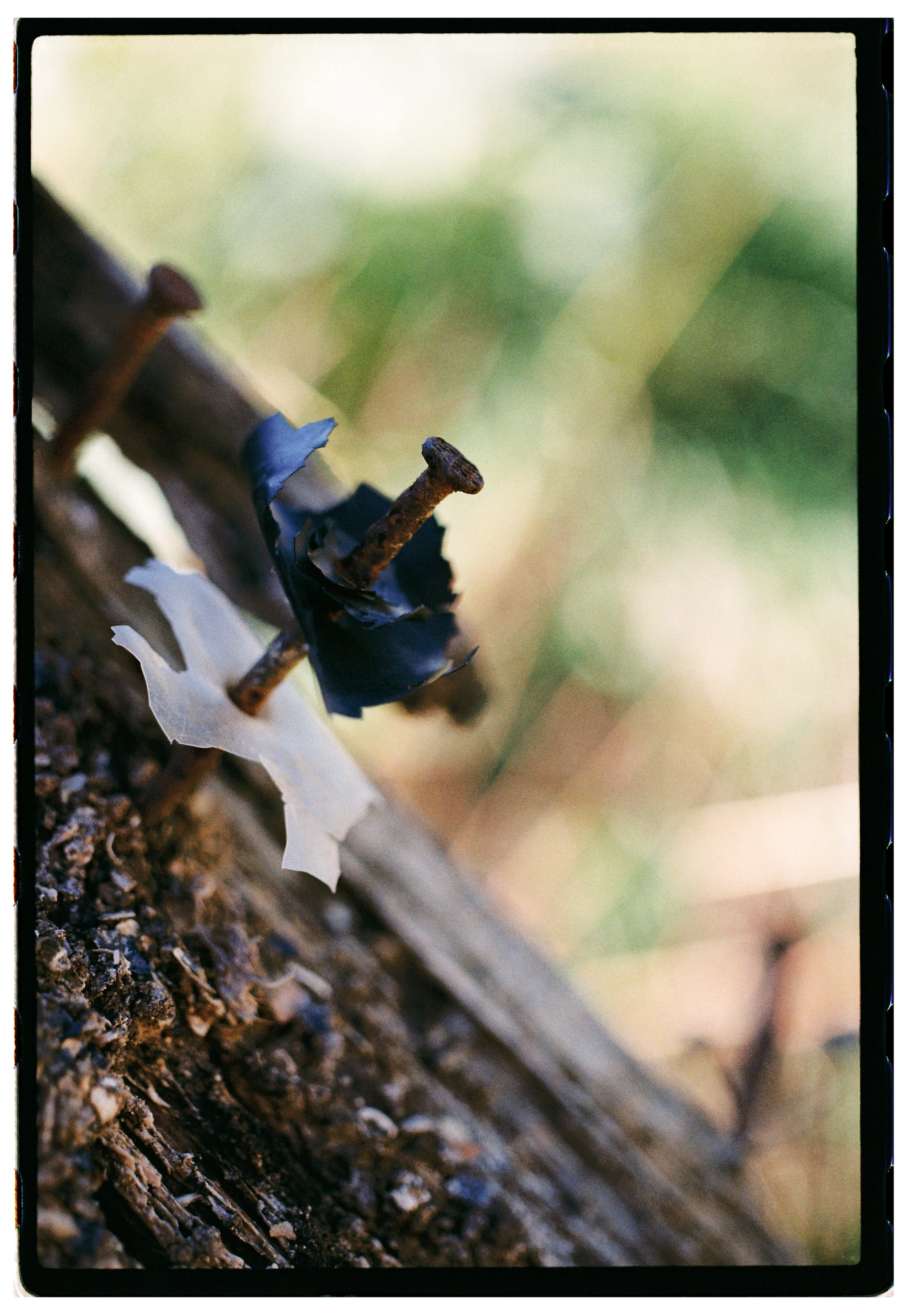 Fujicolor C200 — sample shot