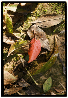 Frame 9