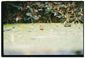 Frame 12