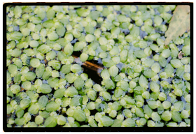Frame 13