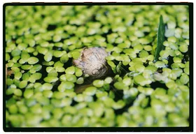 Frame 14