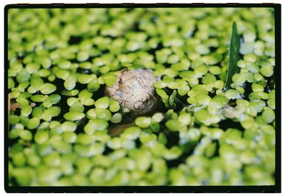 Roll Dump 31 — Fujicolor C200