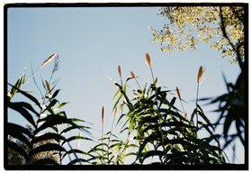 Frame 15