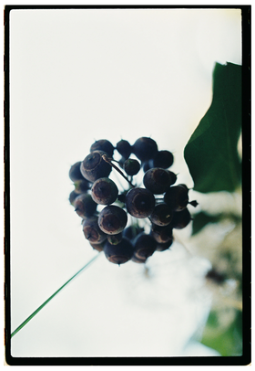 Frame 18