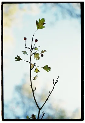 Frame 22