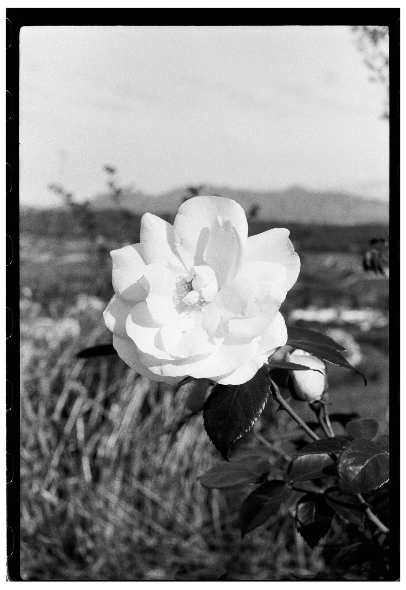 Roll Dump 32 — Olympus OM-10 · Kentmere Pan 400