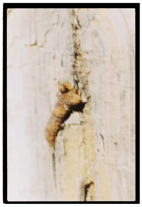 Frame 11