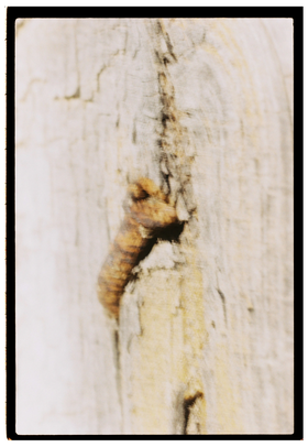 Frame 11