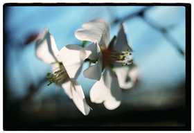 Frame 33