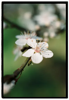 Frame 26