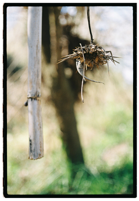Frame 29