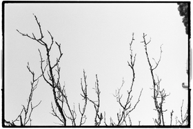 Frame 29