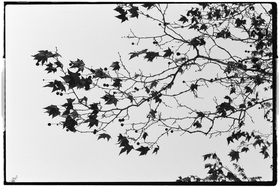 Frame 35