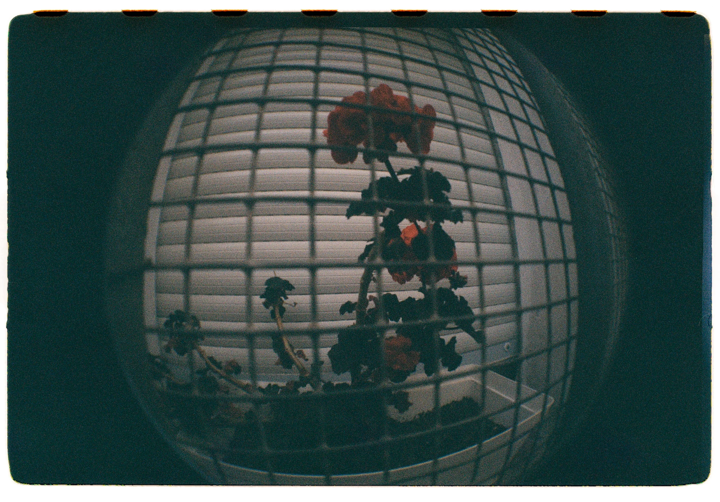Roll Dump 7 — frame 13