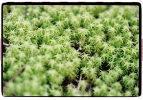 Frame 1