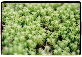 Frame 1