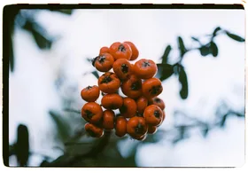 Frame 6