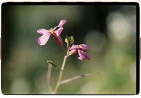 Frame 8