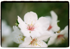 Frame 15