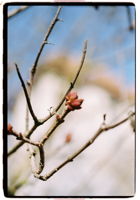 Frame 28