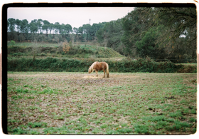 Frame 35