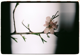 Frame 36