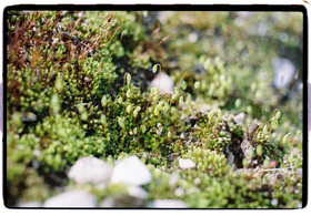 Frame 37